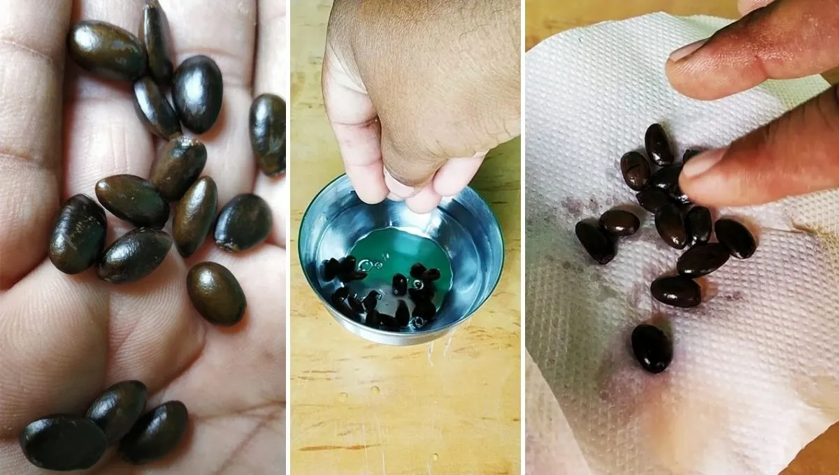 steps to grow custard apple from seed