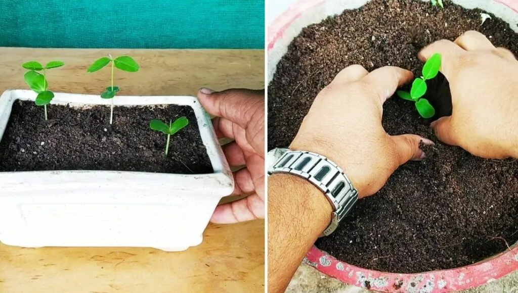 Sitafal or custard apple sapling