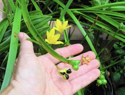 how to grow rain lily 