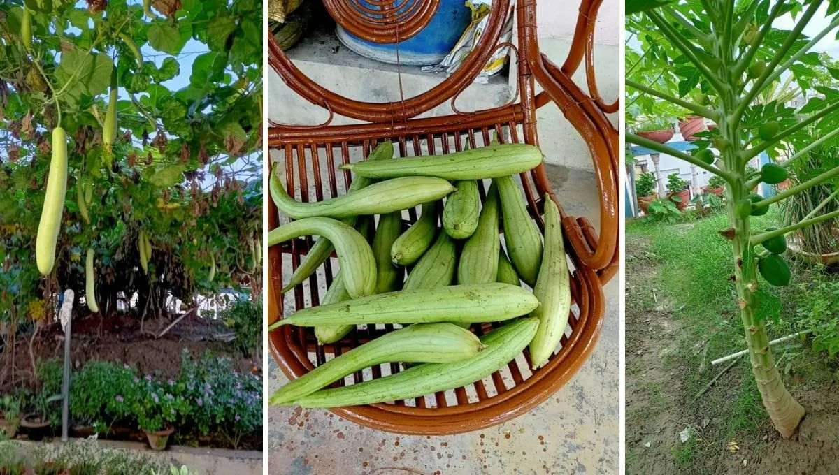 Fruits and Vegetables 
