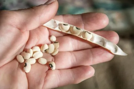 Cowpea seeds