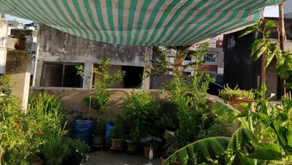 terrace garden from surat 