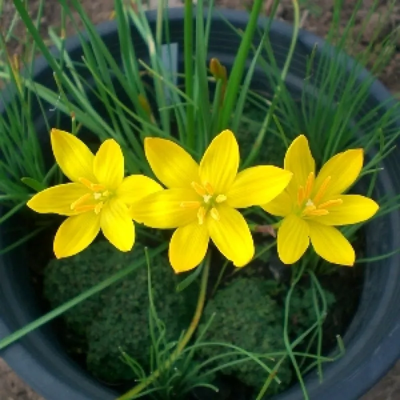 grow rain lily from bulbs 