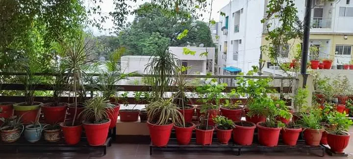 Lots of Plat pots on terrace
