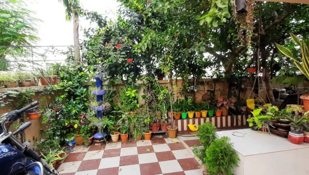air potato in Subash Surti's garden 