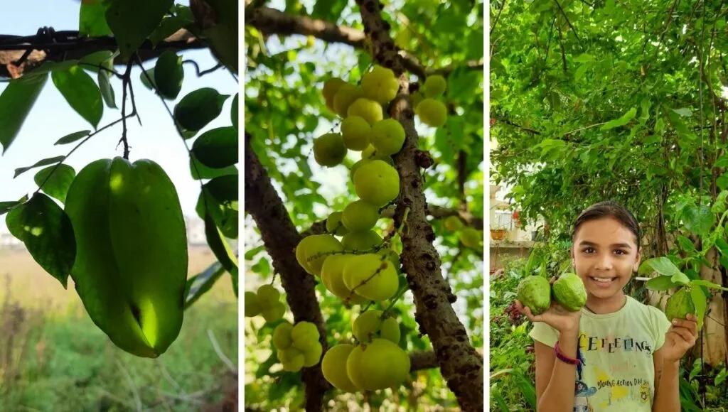 subhash surati grows many vegetables in his garden