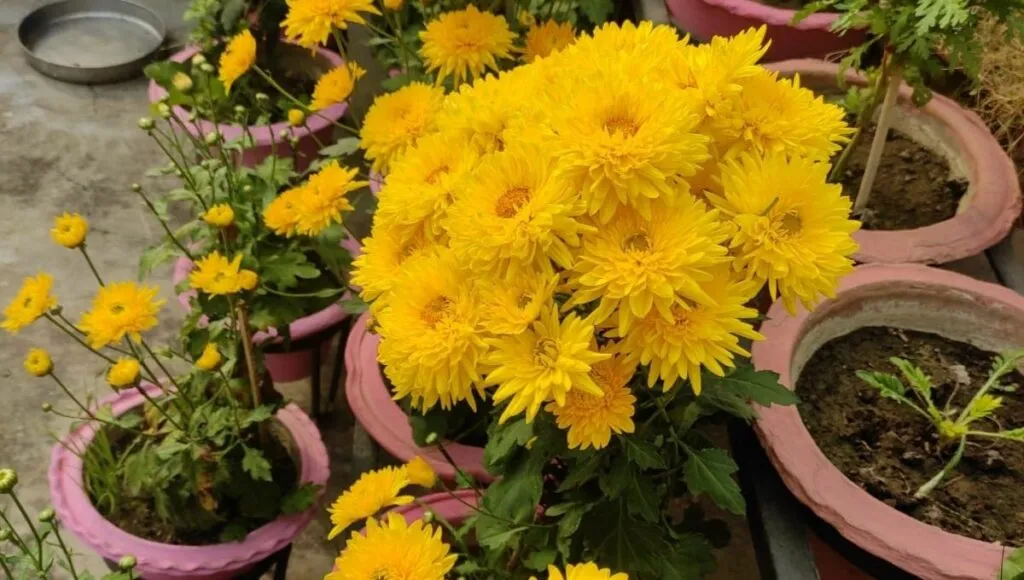 Dahlia flower to grow in winters 
