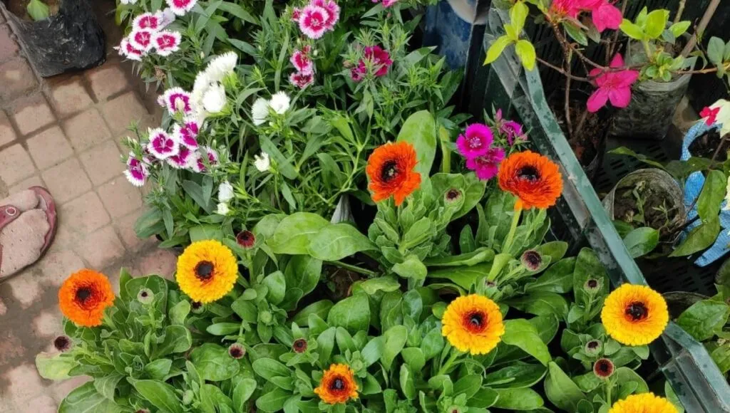 Winter flowers Petunia