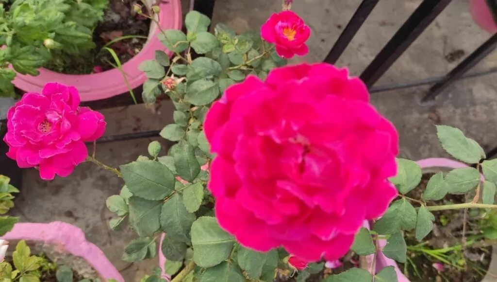 grow rose in winter 