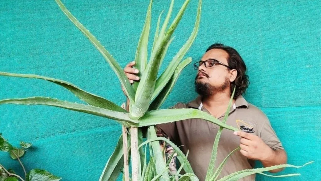 Stress Reliever Plants, Grow Aloe Vera on Terrace, All About Green Home