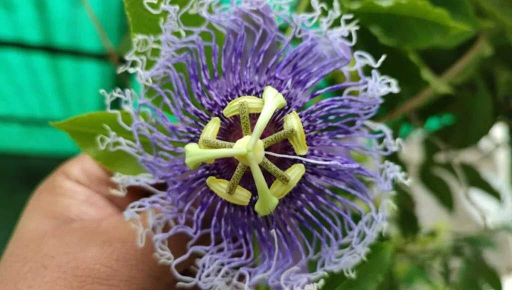 Stress Reliever Plants, How to grow krishna kamal, All About Green Home