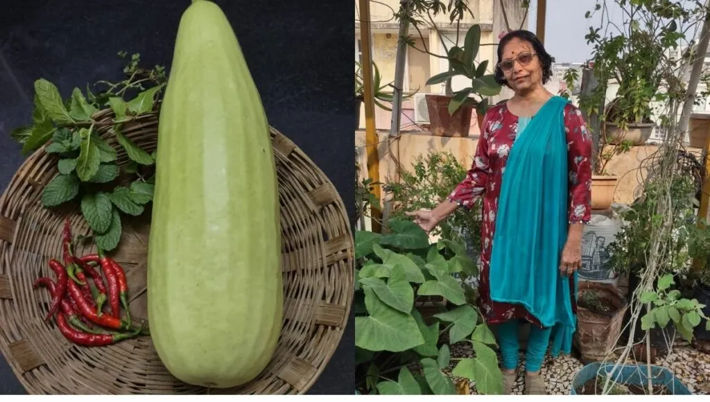 Growing vegetables