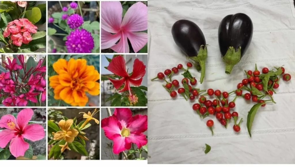 growing flowers
