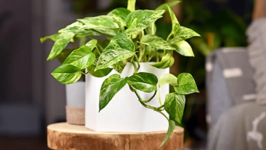  Devil's Ivy Plant
