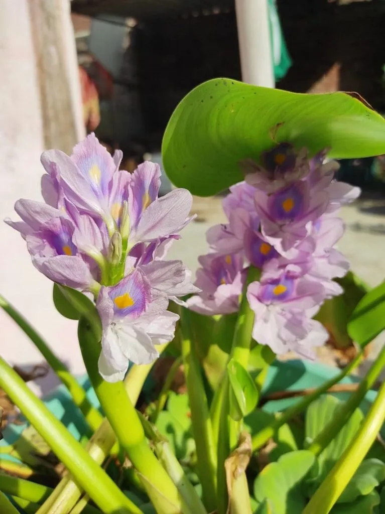 Jalkumbhi Plant