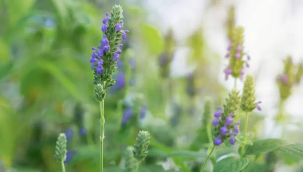 Chia Seed Plant