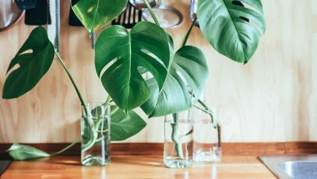 Grow Monstera plant from cutting
