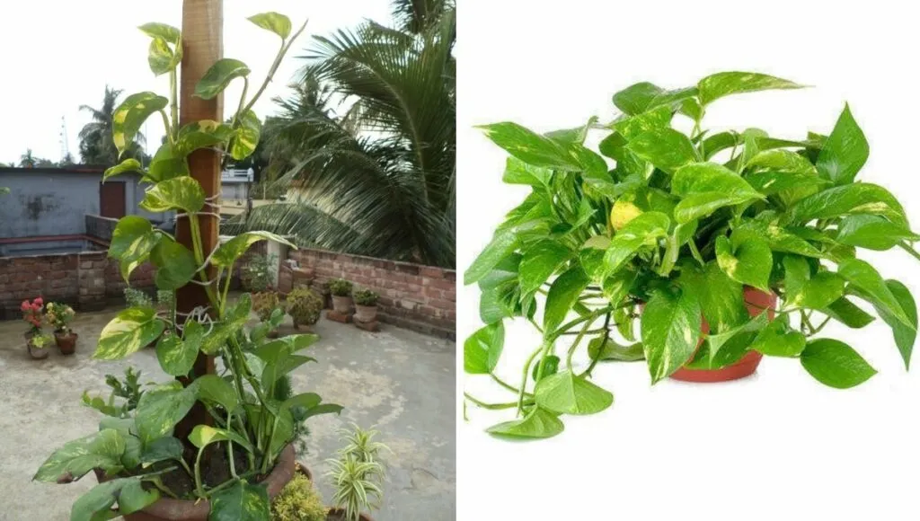 pothos in soil