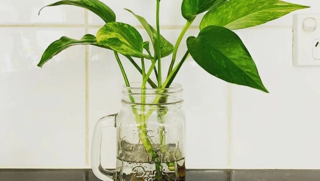 pothos in water 