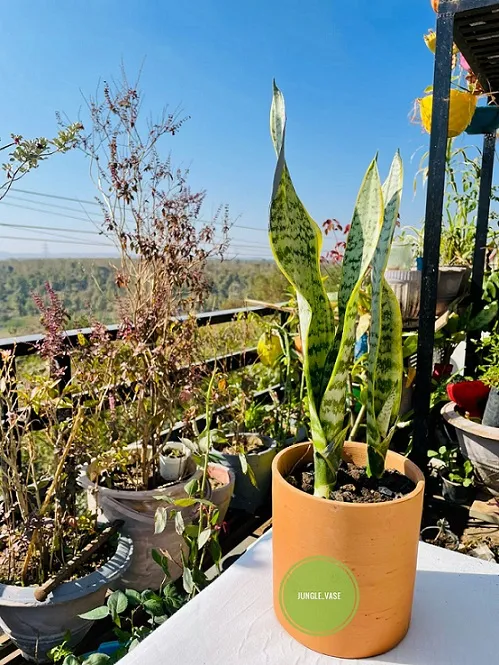 Grow Snake Plant