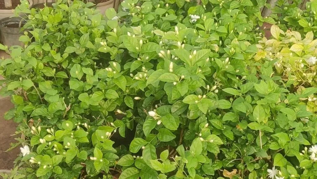 Mogra plant and flowers