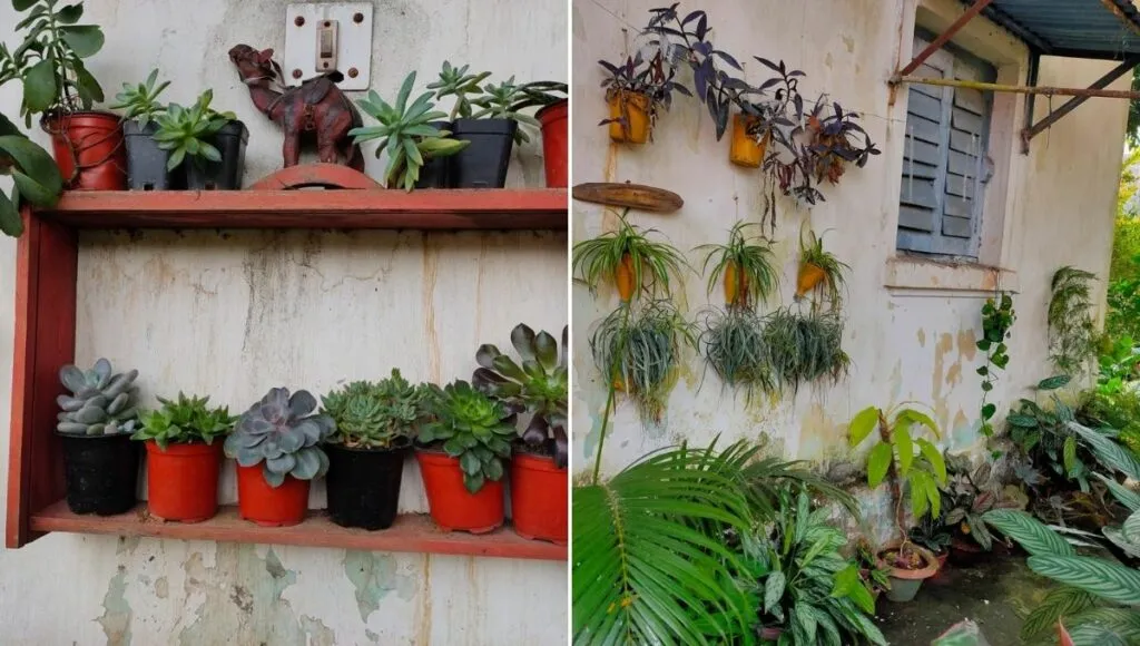beautiful garden with lots of plants 
