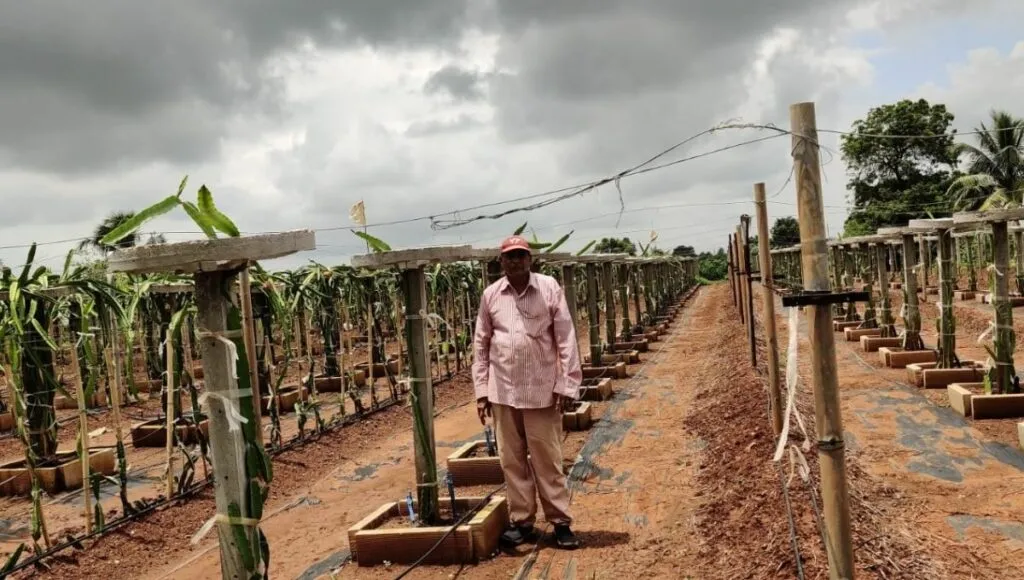 dragon fruit farm in Gujarat 