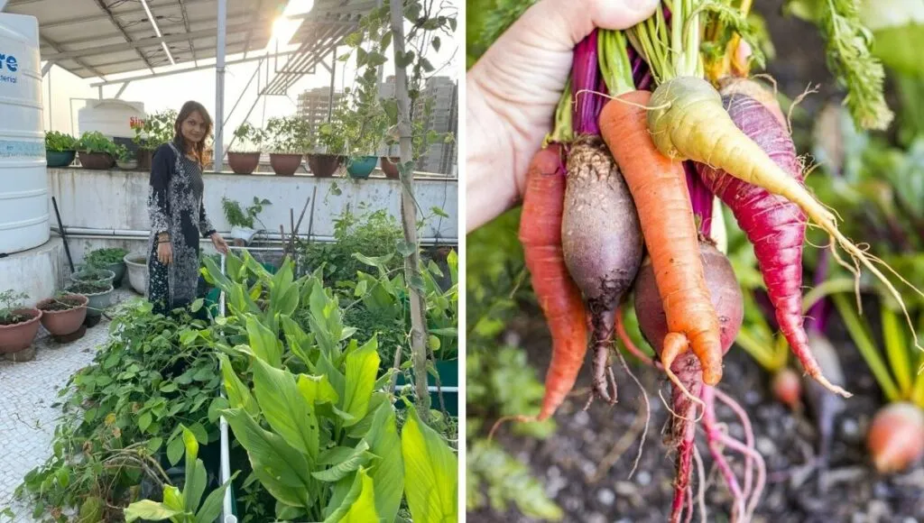 roots vegetables on terrace garden 