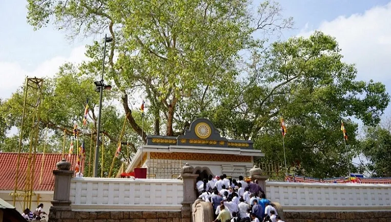 Bodhi tree of Anuradhapura, Sri Lanka