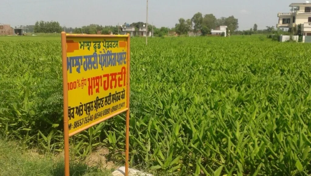 Organic Haldi Farming in Punjab for turmeric farming business plan