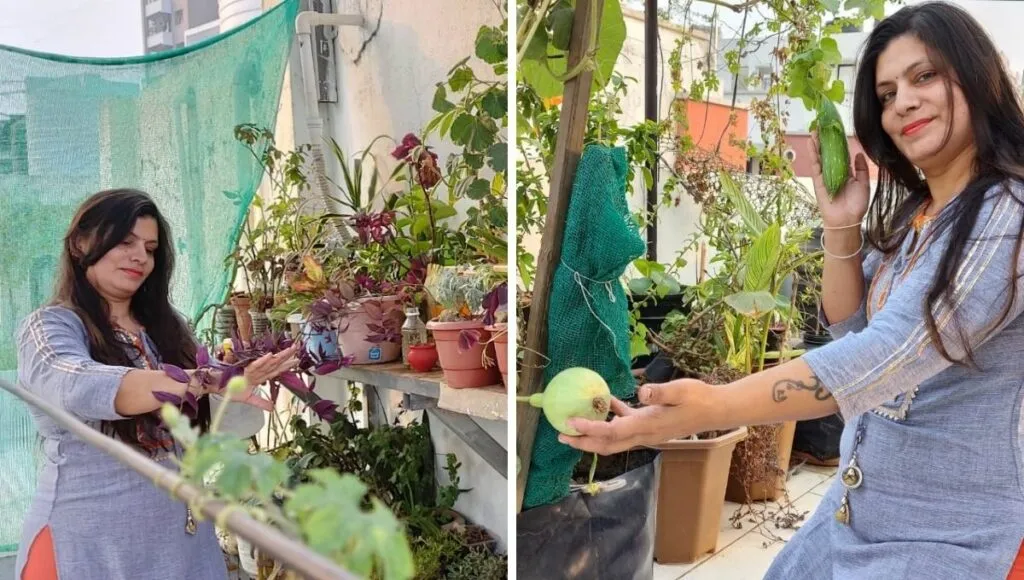 organic vegetables from home  kitchen garden 