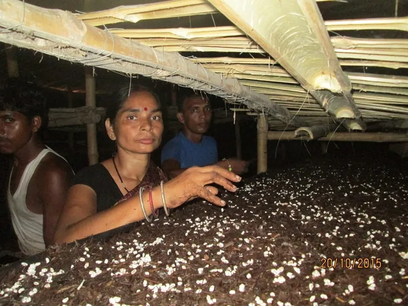 Mushroom Farmer Pushpa working in her farm