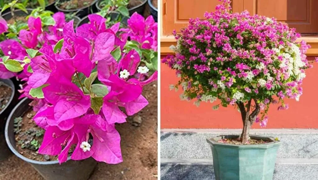 pink bougainvillea 