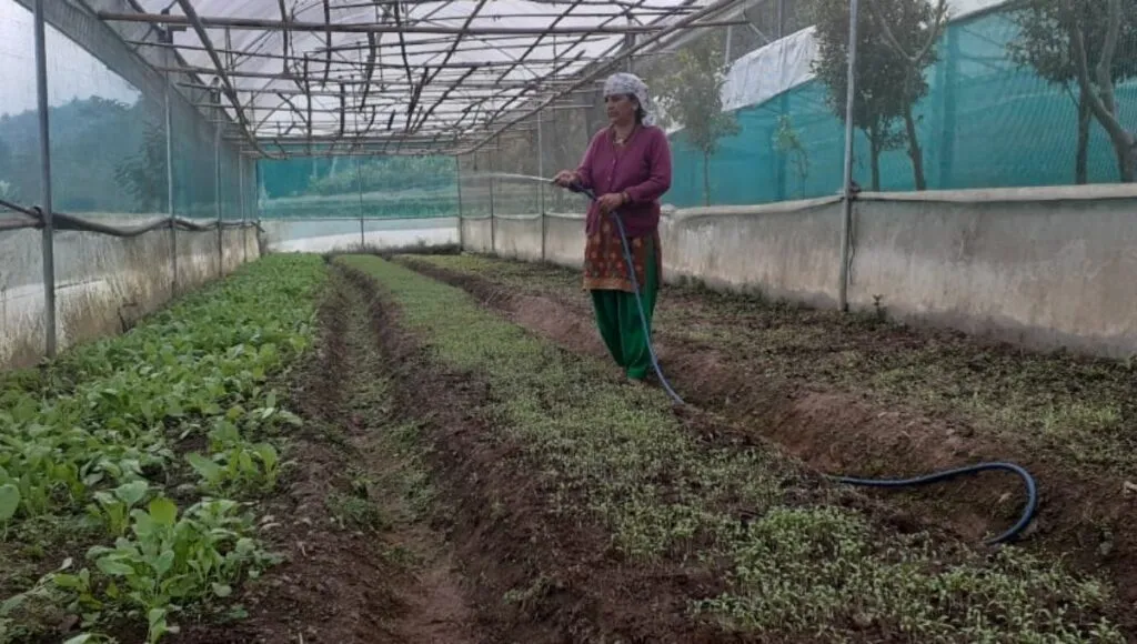 farmer is working in poly house 