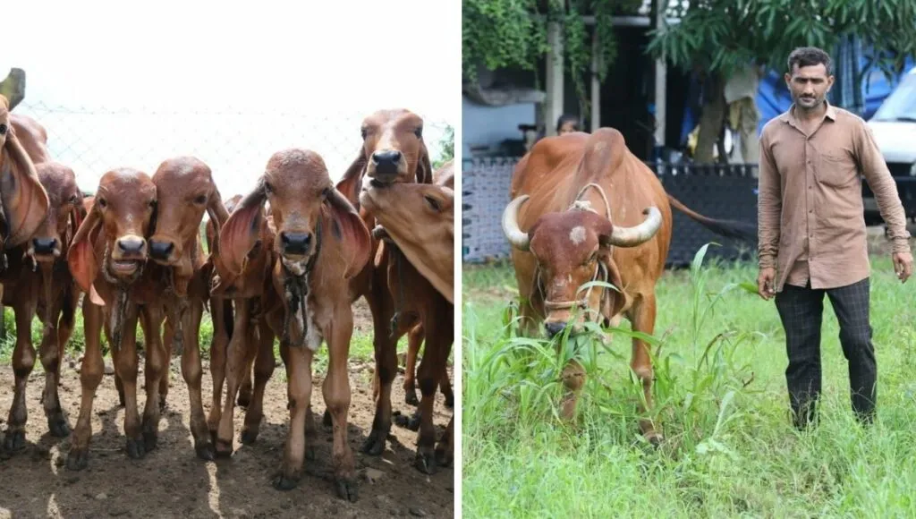 nakum dairy farm 