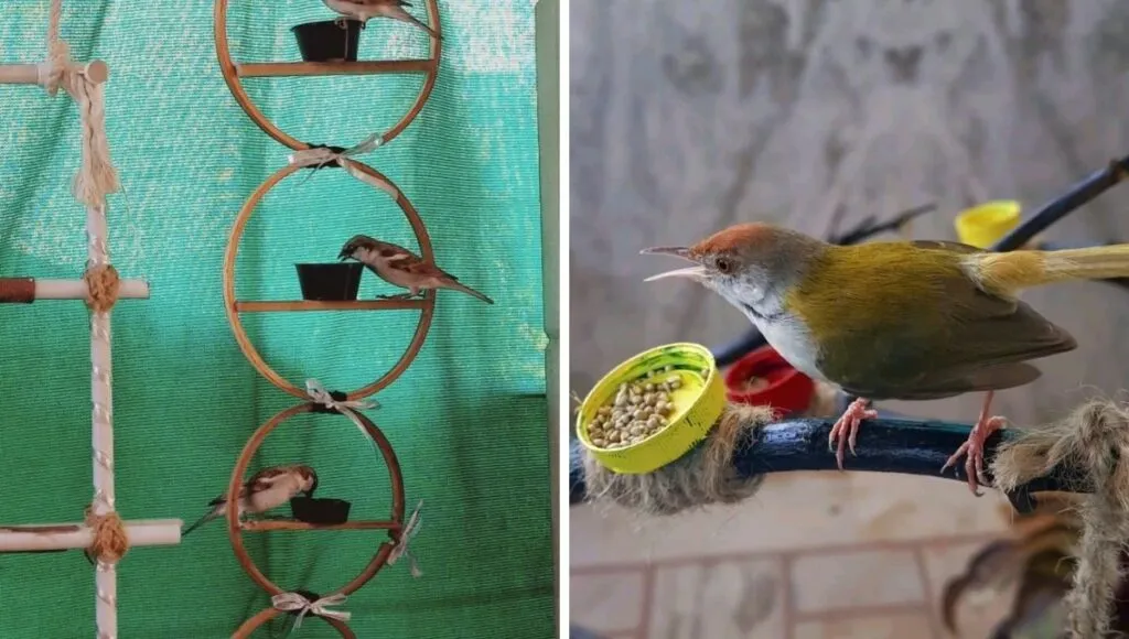 birds at sana's home 