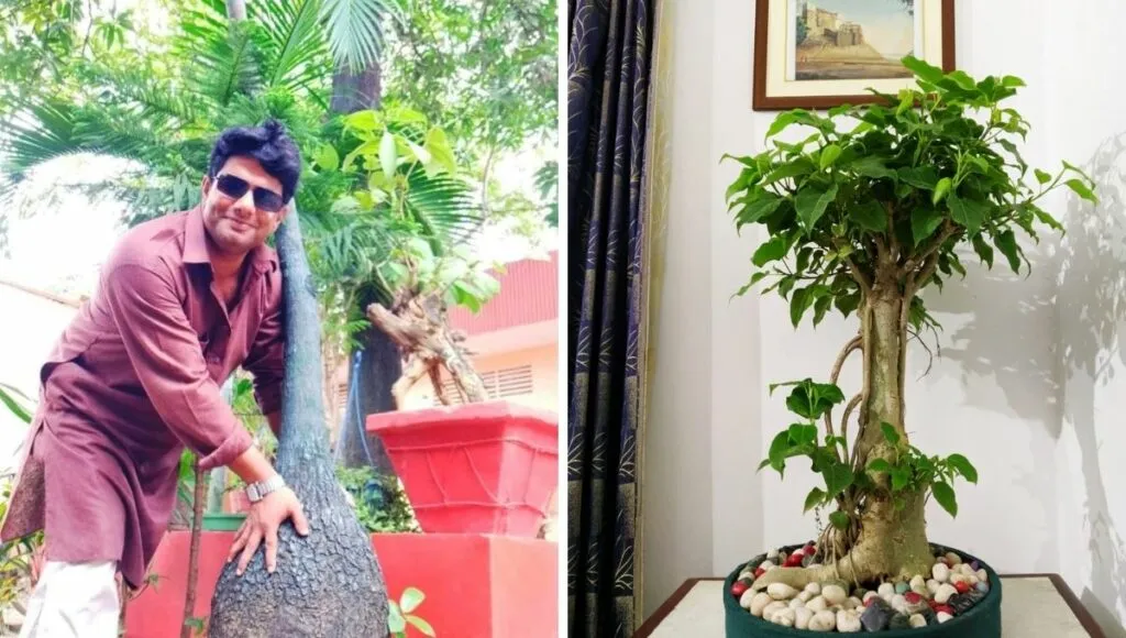 sumit shah Bonsai Plant Nursery