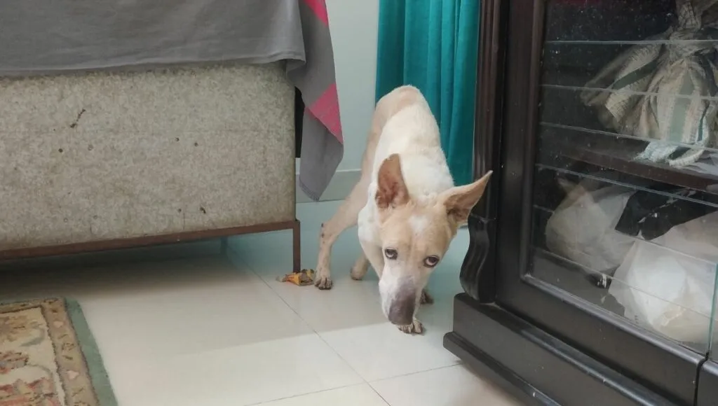 Whitey in Shyamveer Singh's house