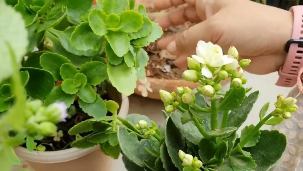 Kalanchoe flower & plant