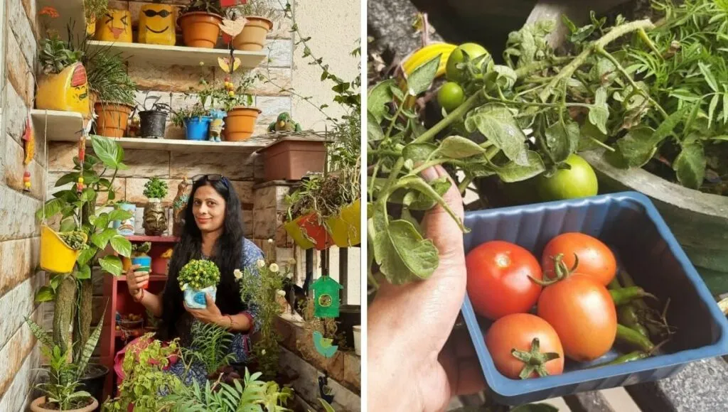 small balcony garden will with lots of plants  