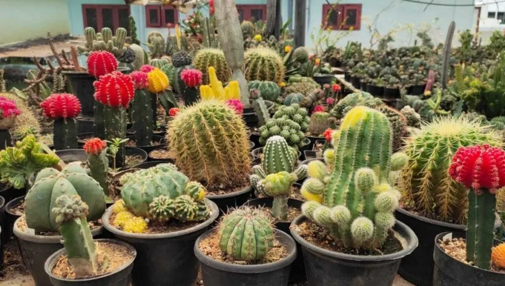 growing cactus in terrace garden 