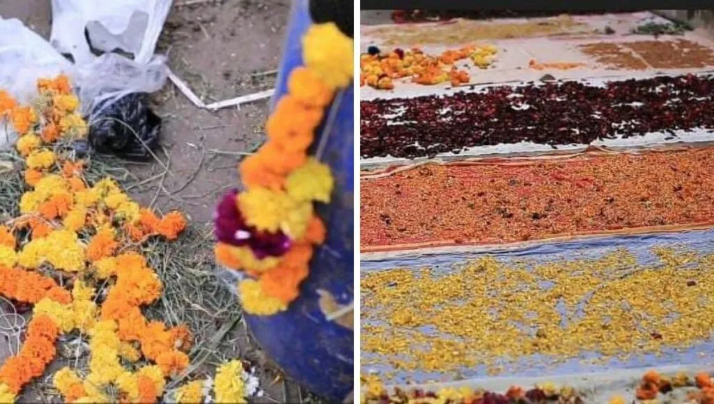 maitri's dried flower business