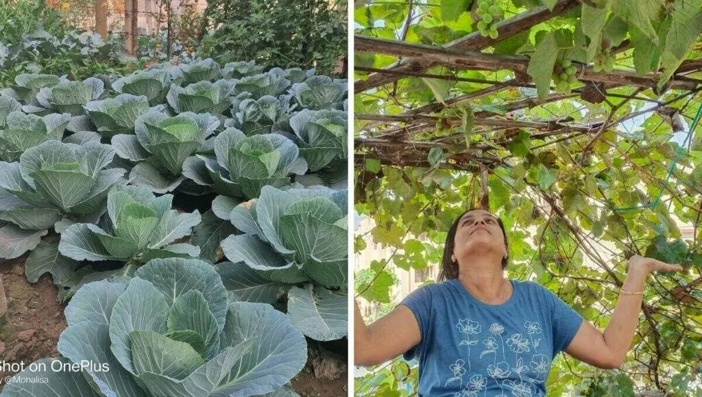 vegetable garden 