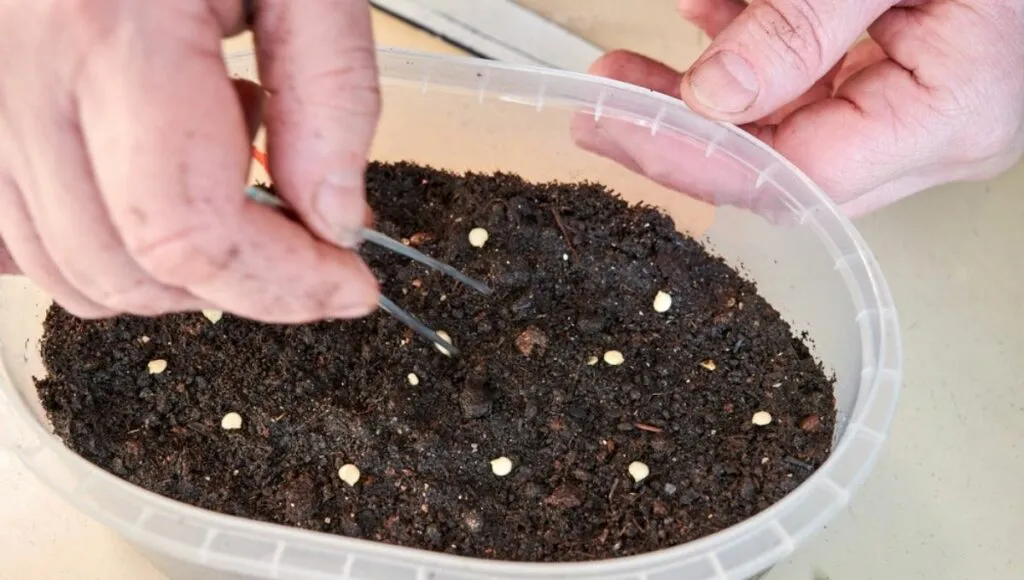 buy seed from online seed store 