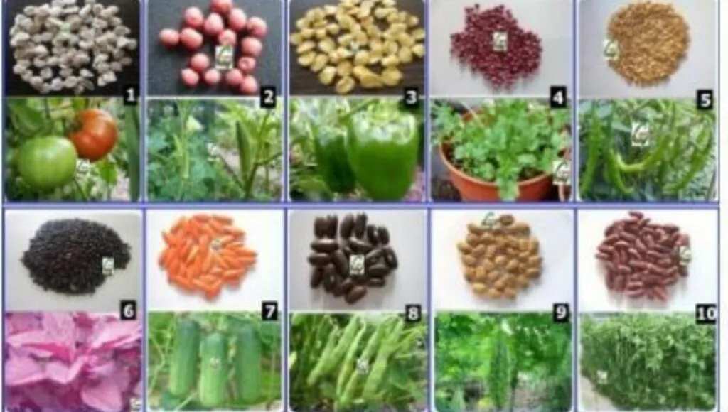 seasonal vegetables seeds 