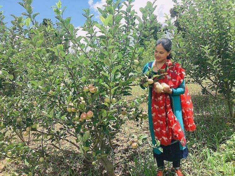 Rama in her apple farm, Nainital