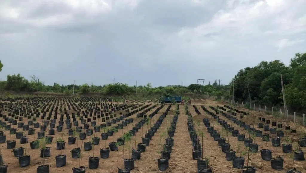 Nursery village of Gujarat  