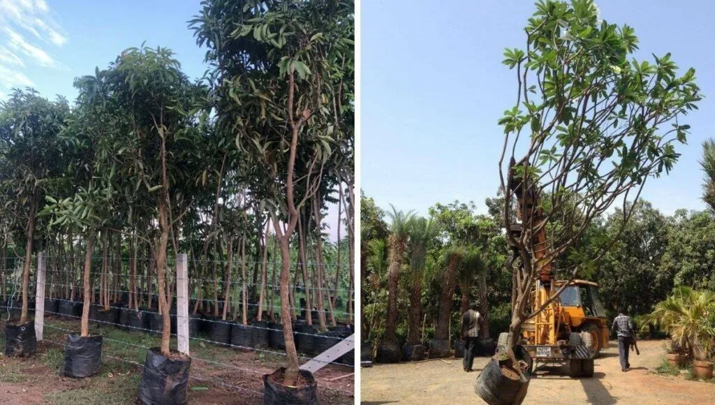 nursery business by villagers 
