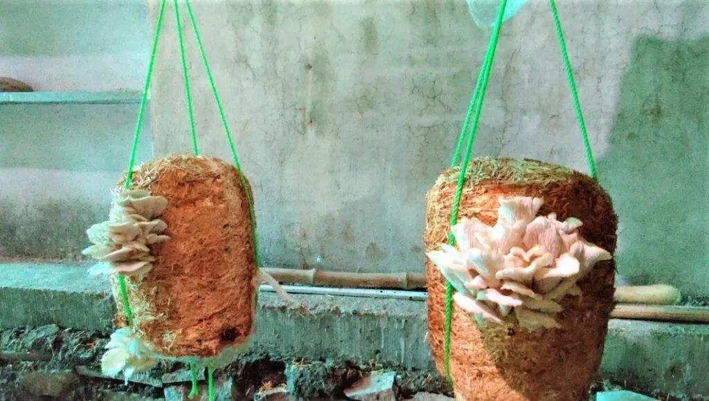 Oyster Mushroom cultivation