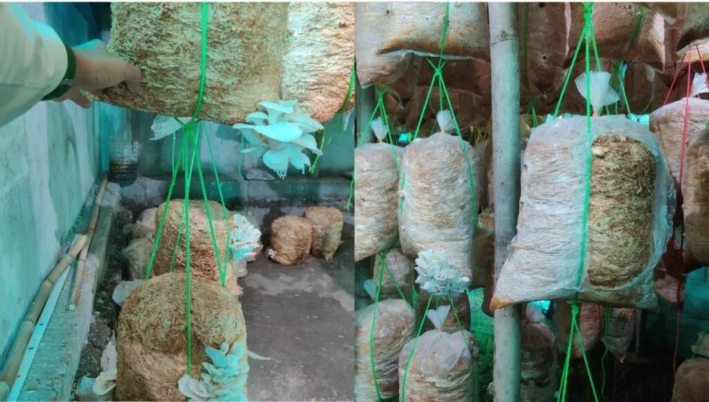 Mushroom Grown by Yashraj Sahu